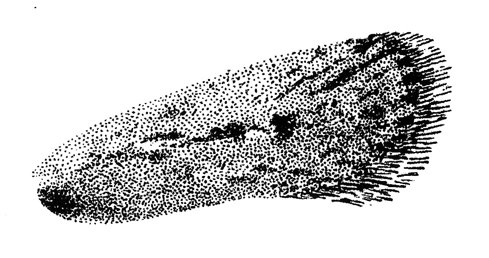 Forewing of Depressaria pimpinellae (Oecophoridae).
